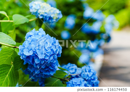 Blue hydrangea Blue hydrangea 116174450