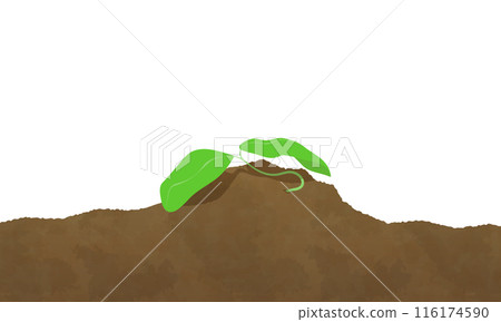 枯萎的雙葉的插圖 116174590