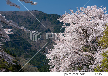 Cherry blossoms in full bloom: Somei-Yoshino in Matsuda Town 116174598