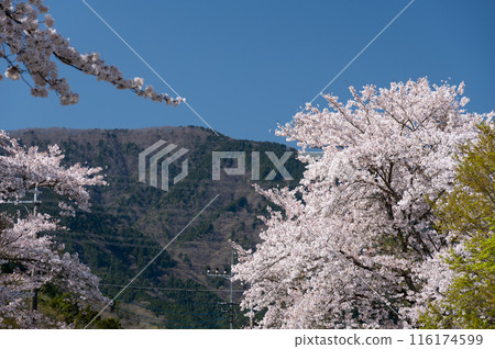Cherry blossoms in full bloom: Somei-Yoshino in Matsuda Town Cherry blossoms in full bloom: Somei-Yoshino in Matsuda Town 116174599
