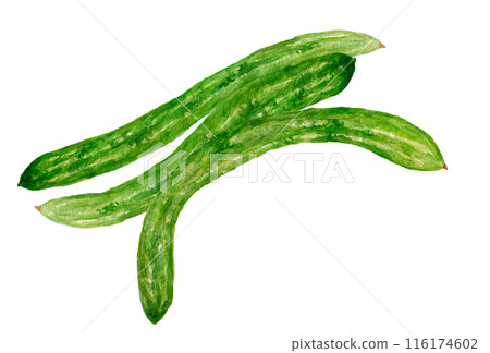 Hand-drawn watercolor illustration of harvested Yamato Sanjaku Cucumber 116174602