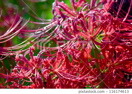 Red spider lily, Manjushaka, Hiroshima, Crossroad Mitsugi 116174613