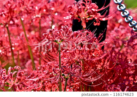 Red spider lily, Manjushaka, Hiroshima, Crossroad Mitsugi 116174623