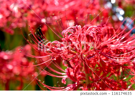 Red spider lily, Manjushaka, Hiroshima, Crossroad Mitsugi 116174635