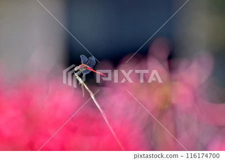 Spider lilies, spider lilies, dragonflies, Hiroshima, Crossroads Mitsugi Spider lilies, spider lilies, dragonflies, Hiroshima, Crossroads Mitsugi 116174700