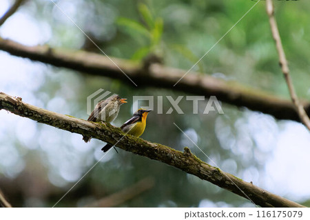 Narcissus flycatcher parent and child (male and young bird) Narcissus flycatcher parent and child (male and young bird) 116175079