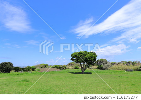 Arasaki Coast 116175277