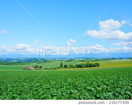 北海道的壯麗景色:美瑛柏公園的風景 北海道的壯麗景色:美瑛柏公園的風景 116175308