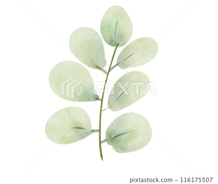 Green Leaves isolated Green Leaves isolated 116175507