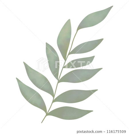 Green Leaves isolated Green Leaves isolated 116175509