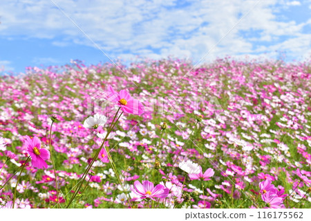秋天的櫻花 大波斯菊 秋天的滿濃公園 國立讚岐滿濃公園 香川縣 116175562