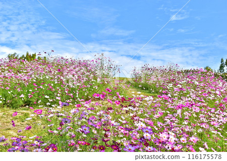 Autumn Cherry Blossoms, Cosmos, Autumn, Mannou Park, Sanuki Mannou National Park, Kagawa 116175578