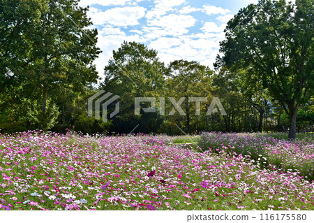 Autumn Cherry Blossoms, Cosmos, Autumn, Mannou Park, Sanuki Mannou National Park, Kagawa Autumn Cherry Blossoms, Cosmos, Autumn, Mannou Park, Sanuki Mannou National Park, Kagawa 116175580