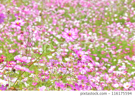 Autumn Cherry Blossoms, Cosmos, Autumn, Mannou Park, Sanuki Mannou National Park, Kagawa 116175594
