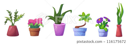 Flowers in pot and vase. Flowers in pot and vase. 116175672