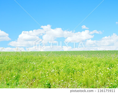 北海道的壯麗景色：美瑛山 116175911