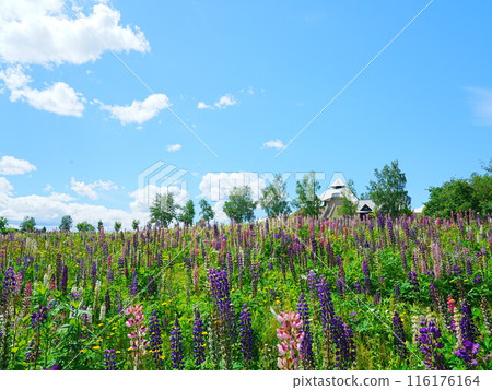 北海道的壯麗景色:美瑛町西北山展望公園的羽扇豆田 北海道的壯麗景色:美瑛町西北山展望公園的羽扇豆田 116176164