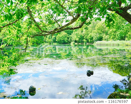 北海道富良野Torinuma公園的美景 116176597