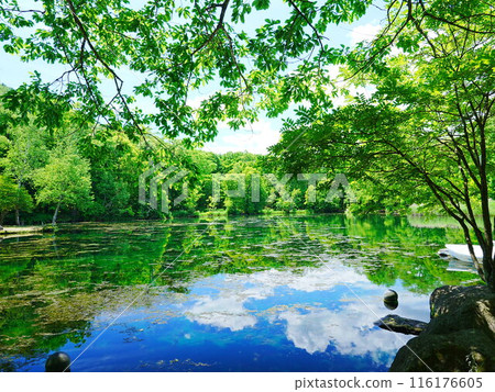 北海道富良野Torinuma公園的美景 116176605