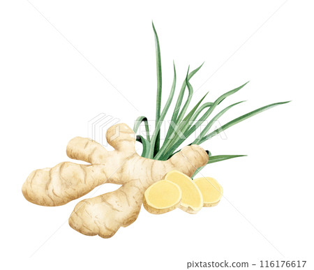 Ginger root and slices with lemongrass watercolor illustration in yellow and green colors isolated on white. Spicy vegetables for traditional medicine recipes and herbal drinks 116176617