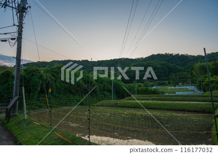 A peaceful scene at dusk 116177032