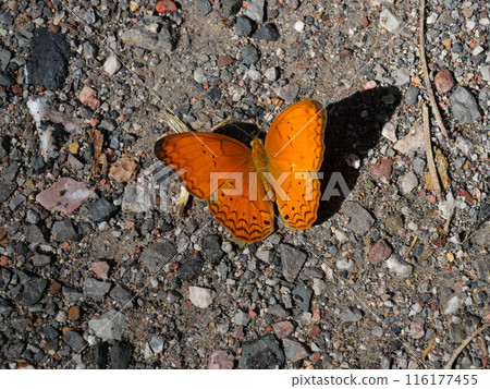 The Common Yeoman butterfly walking on ground in forest , Black stripes on orange color wings of tropical insect The Common Yeoman butterfly walking on ground in forest , Black stripes on orange color wings of tropical insect 116177455