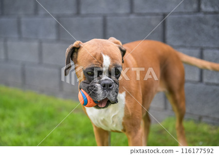 3 years old purebred golden german boxer dog puppy jumping playing with a ball 116177592