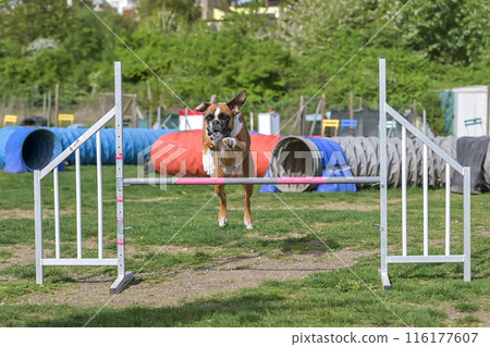German Boxer Purebred Dog agility field jumping over obstacles, crossing tunnel, running slalom German Boxer Purebred Dog agility field jumping over obstacles, crossing tunnel, running slalom 116177607