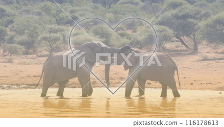 Image of heart over elephants on savanna Image of heart over elephants on savanna 116178613