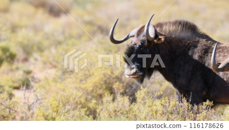 Image of hearts over antelopes on savanna 116178626