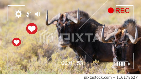 Image of hearts over antelopes on savanna 116178627