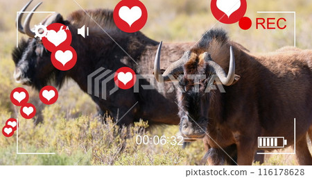 Image of hearts over antelopes on savanna 116178628