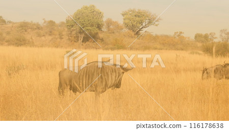 Image of spots over antelopes on savanna 116178638