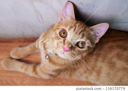 Little orange cat's eyes widened and it stared overhead. Little orange cat's eyes widened and it stared overhead. 116178779