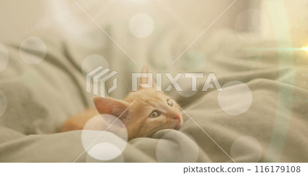 Image of light spots over pet cat lying in bed 116179108