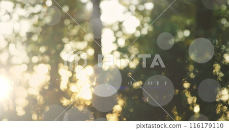 Image of light spots over trees in forest 116179110