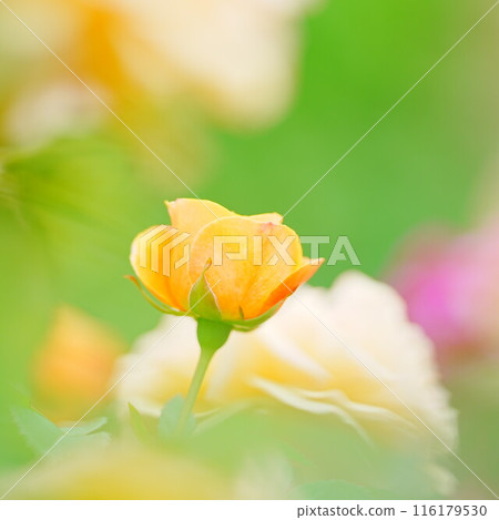 北海道玫瑰園 羅伊斯花園 116179530