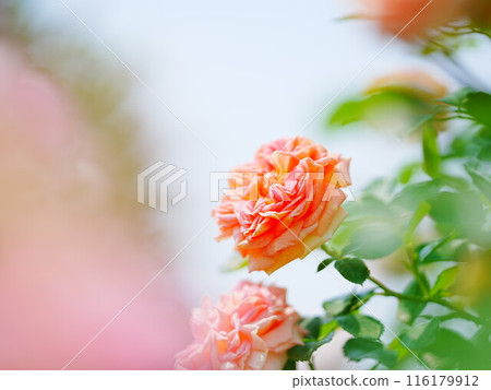 Hokkaido Rose Garden Royce Garden 116179912