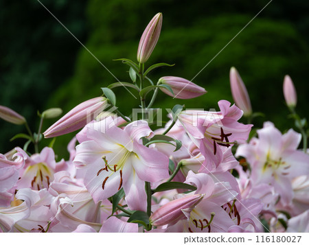Fragrant pink oriental lily 116180027