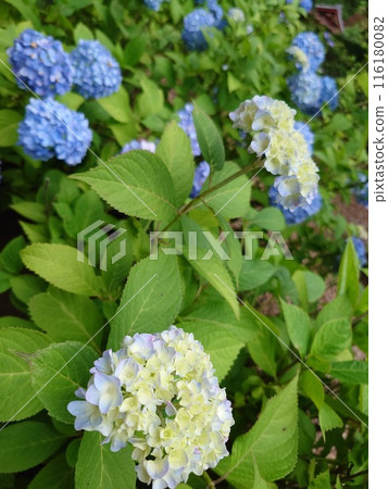  hydrangea 116180082