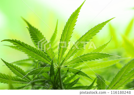 Marijuana plant with medical cannabis, cbd 116180248
