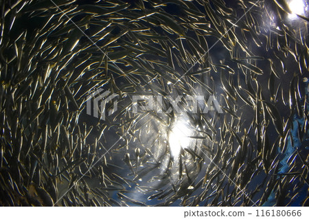 沙丁魚 沙丁魚 山口水族館 116180666
