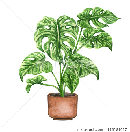 Monstera Thai Constellation. Watercolor potted plant. Houseplant illustration on white. 116181017