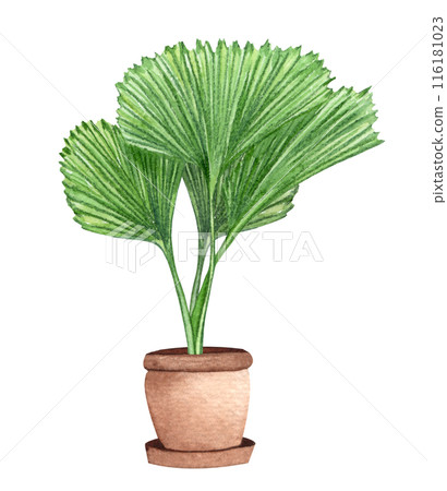 Ruffled Fan Palm. Watercolor potted plant. Houseplant illustration isolated on white. Ruffled Fan Palm. Watercolor potted plant. Houseplant illustration isolated on white. 116181023