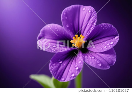 Close up violet flower on violet background Close up violet flower on violet background 116181027