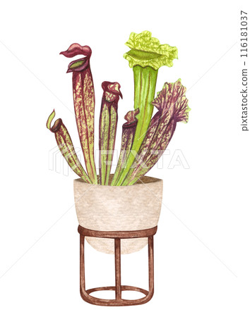 Pitcher Plant. Watercolor potted plant. Houseplant illustration isolated on white. 116181037