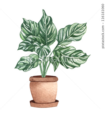 Calathea White Fusion. Watercolor potted plant. Houseplant illustration isolated on white. 116181060
