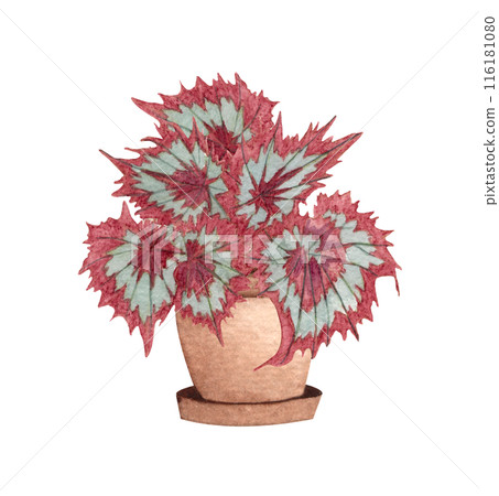 Begonia Raspberry Tarte. Watercolor potted plant. Houseplant illustration isolated on white. Begonia Raspberry Tarte. Watercolor potted plant. Houseplant illustration isolated on white. 116181080