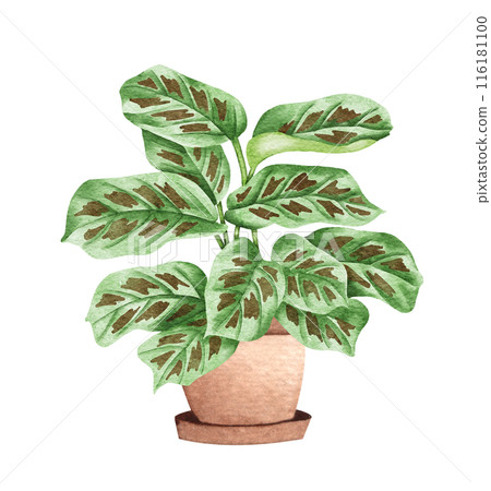Prayer Plant. Watercolor potted plant. Houseplant illustration isolated on white. 116181100