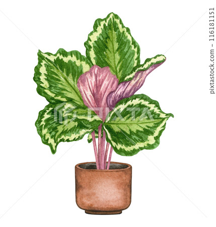 Calathea. Watercolor potted plant. Houseplant illustration isolated on white. 116181151